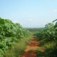 鄱陽湖泡桐基地大量供應(yīng)各種規(guī)格泡桐樹苗