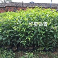 大量供應(yīng)紅果冬青小苗