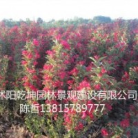 紅王子錦帶 紅瑞木 棣棠