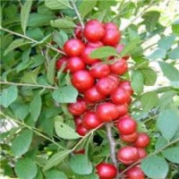 供應(yīng)鈣果苗 中華鈣果 鈣果苗批發(fā) 鈣果苗價(jià)格