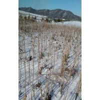 核桃楸苗,2年生實生舀,5萬