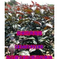 吉林皇室經(jīng)典海棠苗