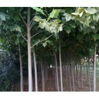 苗農(nóng)出售法桐、國(guó)槐、百日紅低價(jià)就賣