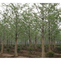 銀杏苗圃大量銷售銀杏樹，量大優(yōu)惠