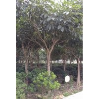 10分至11分紅花風(fēng)鈴木平價(jià)出售