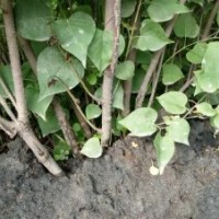 出售1.5米 5-6個(gè)枝 小葉丁香