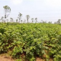 構(gòu)樹|鑫森源|構(gòu)樹特征