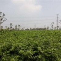 構(gòu)樹樹苗價(jià)格、構(gòu)樹樹苗、鑫森源(圖)