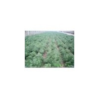 山西白皮松、華山松 云杉  大量出售