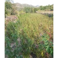 連翹苗，連翹苗基地