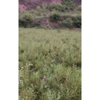 白皮松供應(yīng)