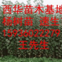 楊樹苗、花椒苗、桃樹苗、梨樹苗、國槐、法桐低價(jià)處理