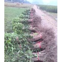 廣西桂花苗1.5米以上20萬棵低價出售