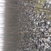 低價(jià)出售花椒苗、桃樹(shù)苗、梨樹(shù)苗、楊樹(shù)苗、速生楊、欒樹(shù)苗、冬青