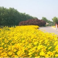 南京草花綠化_草花_山一花卉苗木(查看)