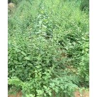 山西1-2年藥材連翹苗 根系發(fā)達(dá) 易成活 價(jià)格低