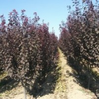 紅葉李價(jià)格，紅葉李基地，紫葉李價(jià)格