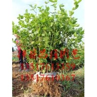 供應(yīng)優(yōu)質(zhì)茉莉花苗