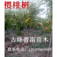 雪松 白皮松 油松