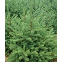 甘肅云杉甘肅定西云杉