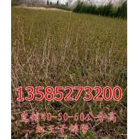 紅王子錦帶價(jià)格-直銷H40公分紅王子錦帶價(jià)格圖片-H50公分紅王子錦