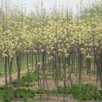 供應各種類型玉蘭樹