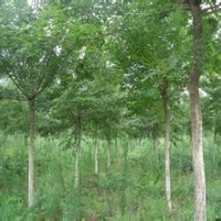 供應(yīng)3-5公分楓樹苗木（五角楓）