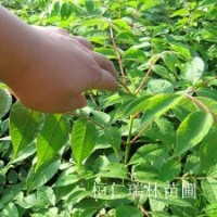 黃菠蘿苗、黃波羅樹苗、黃菠蘿小苗、黃菠蘿種子，黃菠蘿苗價(jià)格