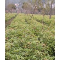 楨楠苗100萬株 紫荊苗8000株 紫莉 櫻花