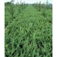 出售沙地柏無紡布營養(yǎng)杯都有規(guī)格齊全價格便宜上車快有需要的速聯(lián)