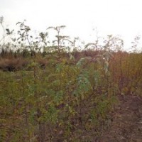 花椒苗，山西花椒苗，大紅袍花椒苗