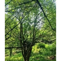 長期大量供應(yīng)各種規(guī)格山茱萸