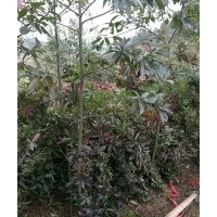 湖南楓香，湖南木荷，湖南杉木，湖南青楓，湖南羅漢松，湖南青錢