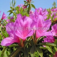 毛鵑產(chǎn)地直銷20-60公分毛鵑苗，物好價廉