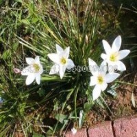 蔥蘭多少錢一棵