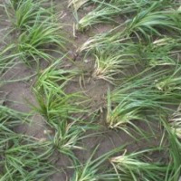 日本矮麥冬多少錢能買到