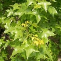 供應(yīng)元寶楓種苗