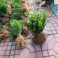 黃楊價格開原黃楊黃楊基地遼寧黃楊價格黃楊批發(fā)