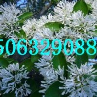 臨沂流蘇苗，山東流蘇苗，流蘇大樹，直桿流蘇苗