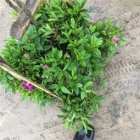 哪里供應的毛鵑小苗質(zhì)量好