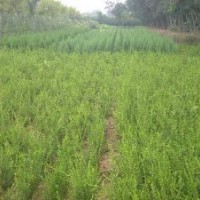 50以上朝鮮黃楊大量低價(jià)出售中