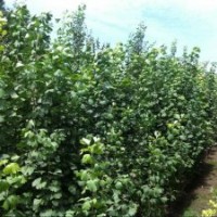 低價(jià)供應(yīng)銀杏苗木