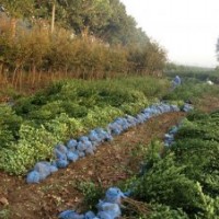 供應(yīng)冬青60公分30冠幅