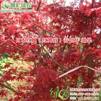 日本紅楓紅舞妓 紅楓小苗批發(fā) 紅舞妓產(chǎn)地 新品紅楓