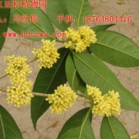 長期供應桂花丨桂花價格丨桂花
