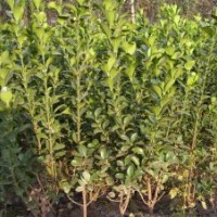 供應(yīng)衛(wèi)矛 丁香 水蠟