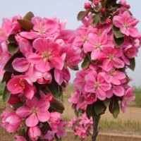 海棠小苗，金典復(fù)色海棠苗-山東省臨沂世源苗木