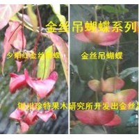 系列金絲吊蝴蝶、冬紅黃楊接穗及苗木預(yù)定