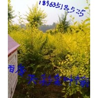 山東矮桿金葉榆基地