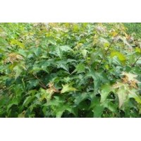 五角楓樹苗，五角楓苗，五角楓苗價(jià)格，五角楓苗基地